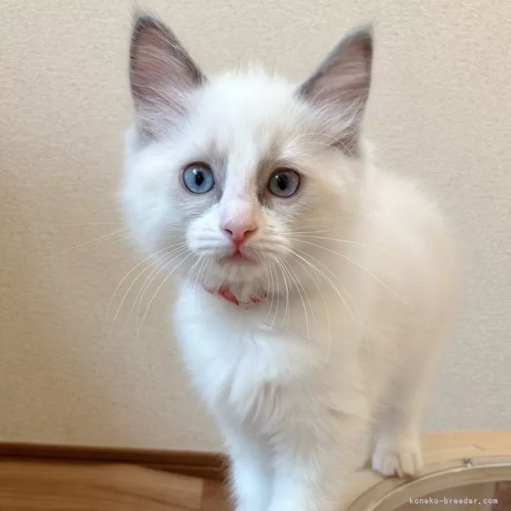 ID:2411-02973の子猫