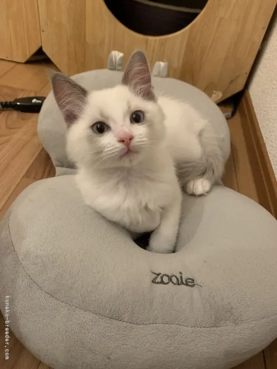 まりも 様のお迎えした子猫