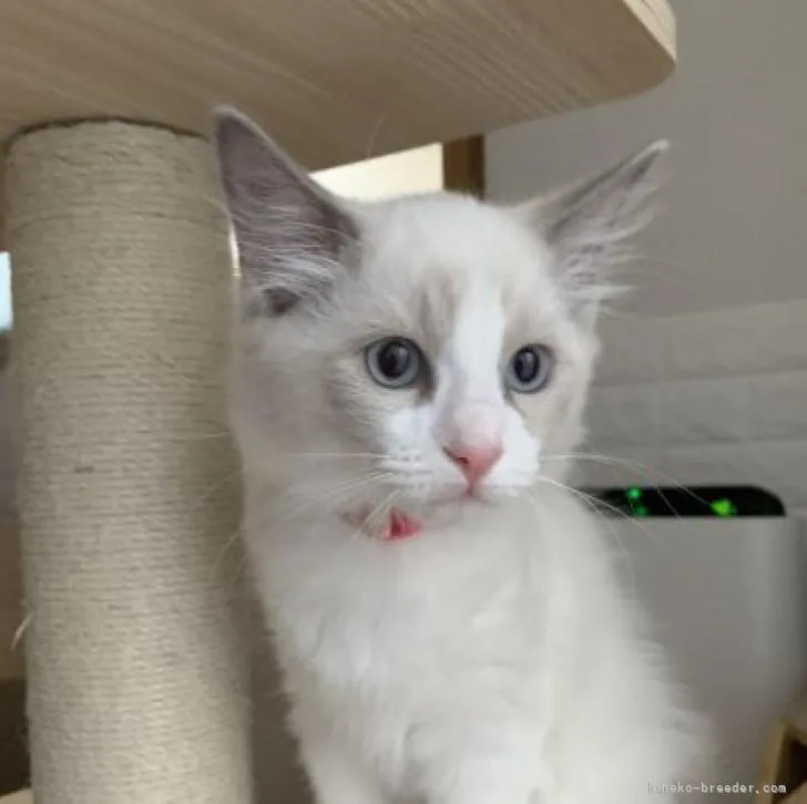 ID:2209-02584の子猫