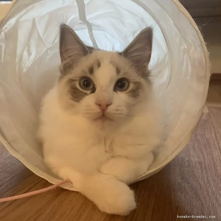 ID:2411-02981の子猫