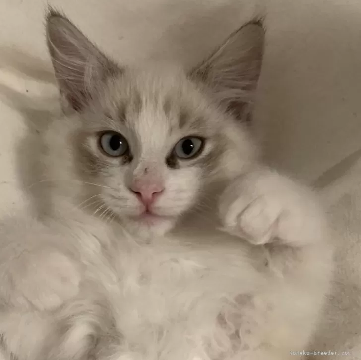 ID:2411-02979の子猫