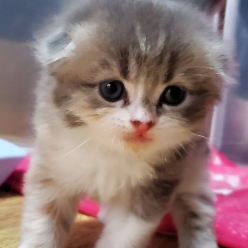 鹿児島県の猫のブリーダー キャッテリーのブログ特集 みんなのペットライフ