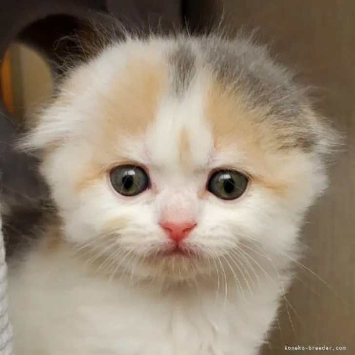 ID:2311-00966の子猫