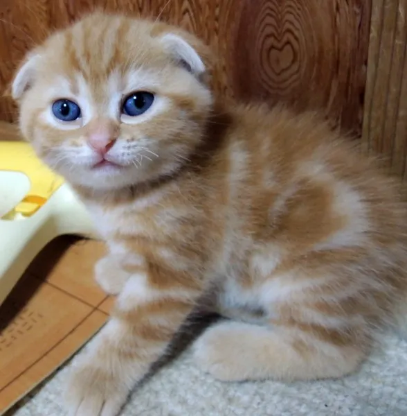 ID:1307-00170の子猫