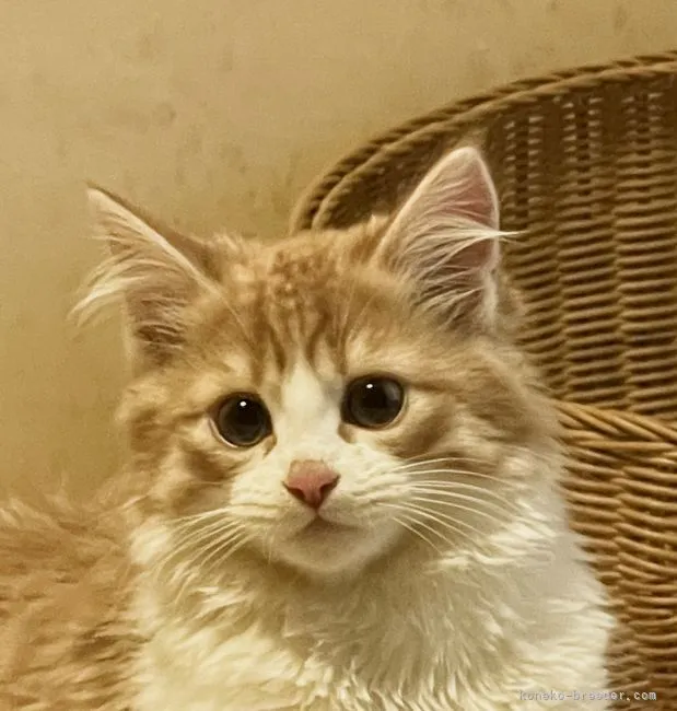 ID:2202-01476の子猫