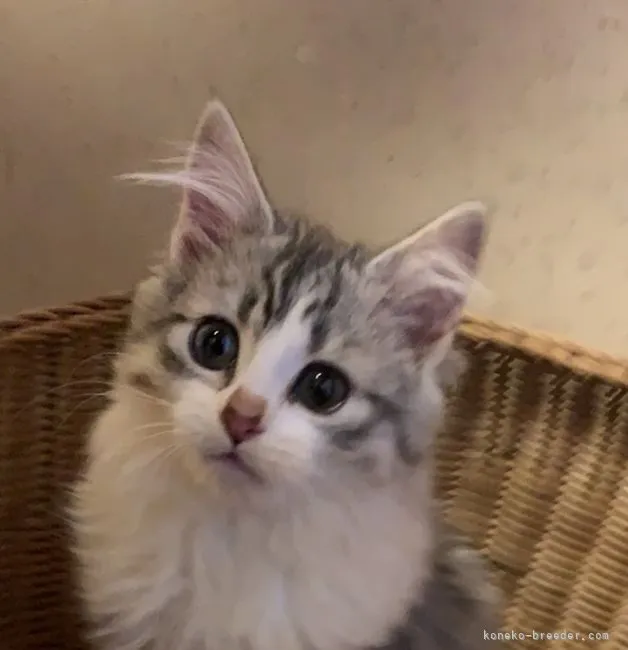 ID:2202-01474の子猫