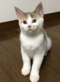 マンチカン【大阪府・女の子・2017年5月6日・キャリコ】の写真2