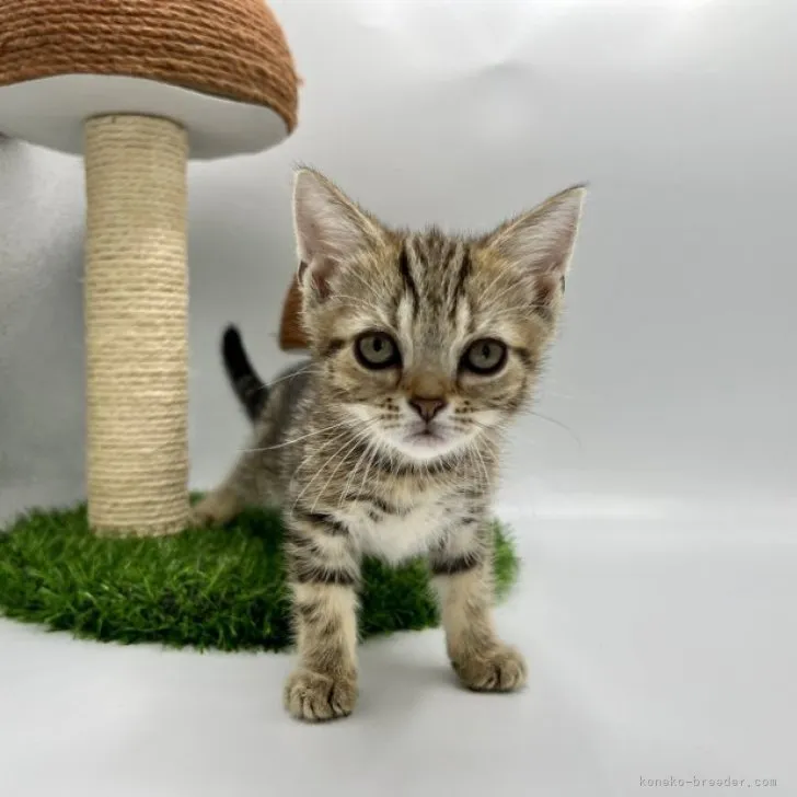 ID:2309-00689の子猫