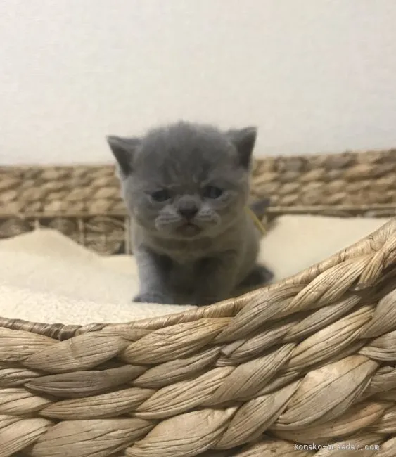 くっく 様のお迎えした子猫