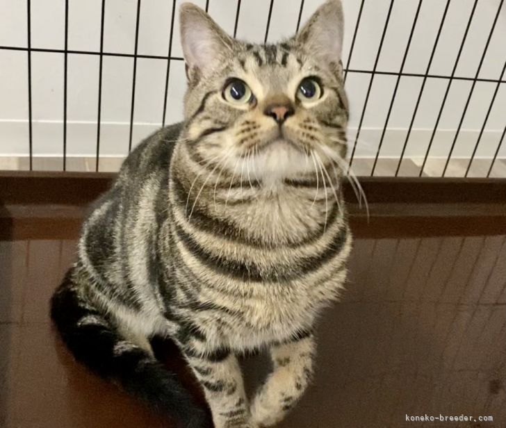 アメリカンショートヘア 徳島県 男の子 年7月30日 ブラウンタビー ブラウンタビー の男の子 みんなの子猫ブリーダー 子猫id 2107