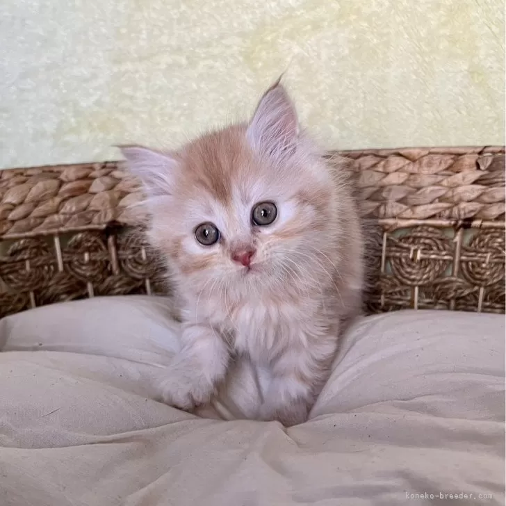 ID:2411-01106の子猫