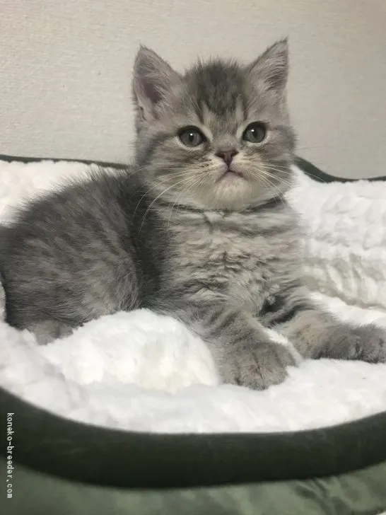 まみたん 様のお迎えした子猫