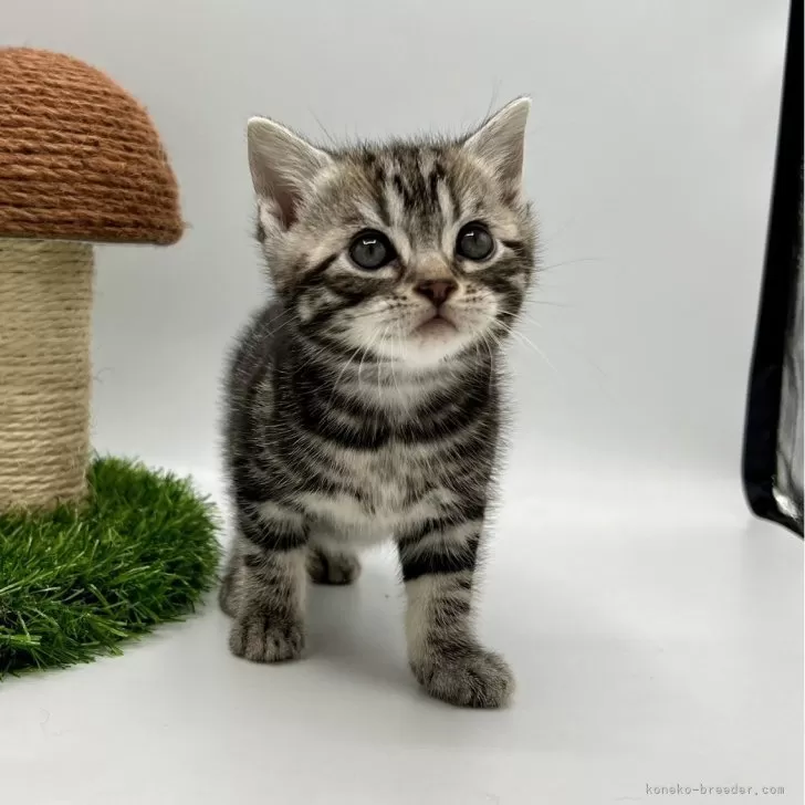ID:2401-00220の子猫