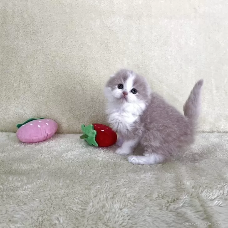 K.M 様のお迎えした子猫