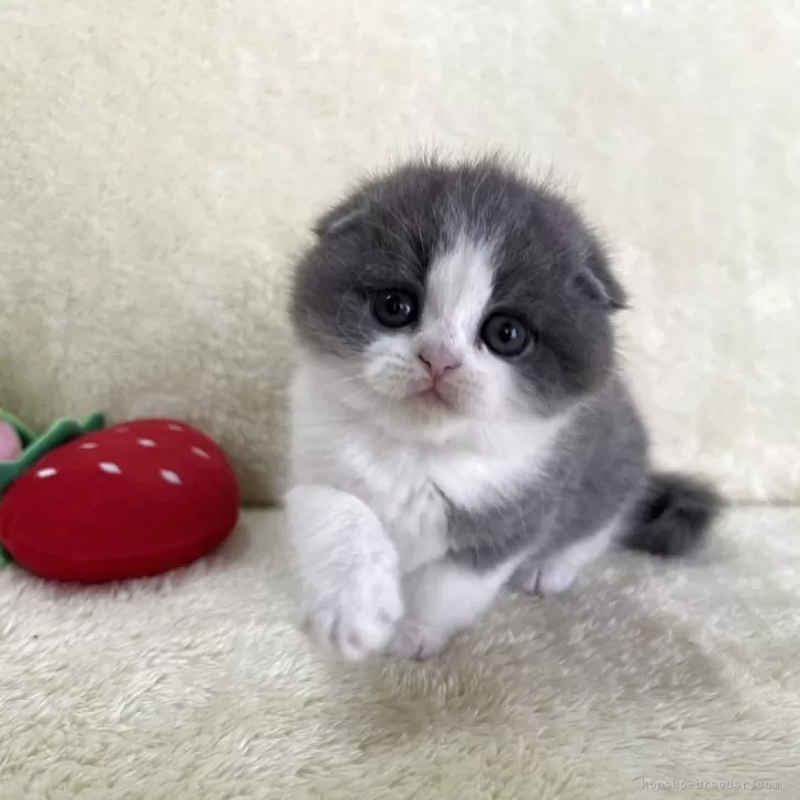 メル 様のお迎えした子猫