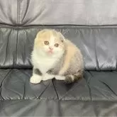 スコティッシュフォールド(折れ耳)