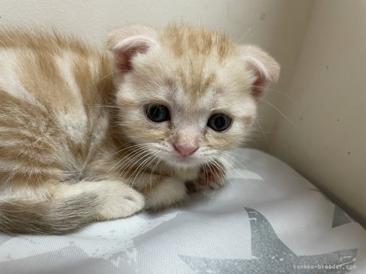 猫はかわいい♫様 御成約 専用 | www.csi.matera.it