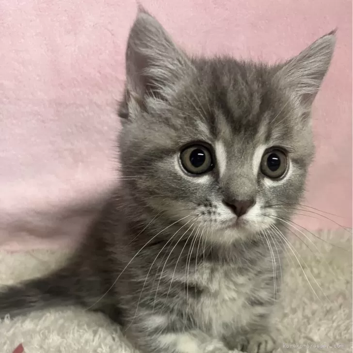 ID:2405-01580の子猫