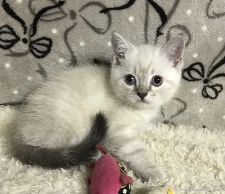 ID:2205-02018の子猫