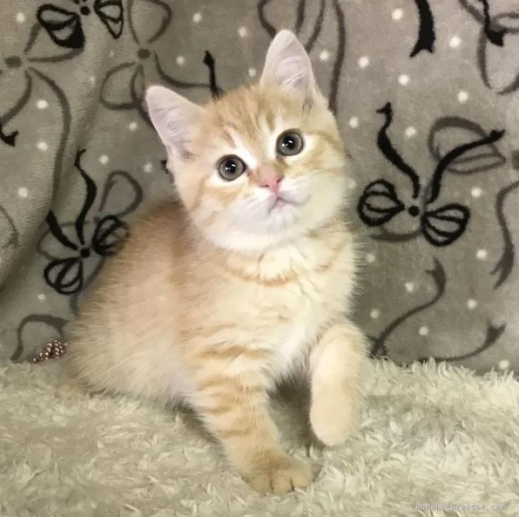 ID:2301-00893の子猫
