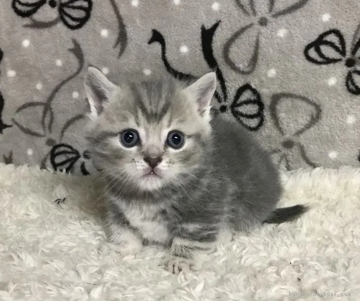 ID:2205-02022の子猫