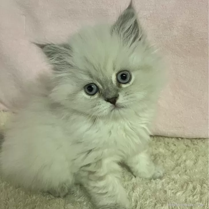 ID:2406-01509の子猫