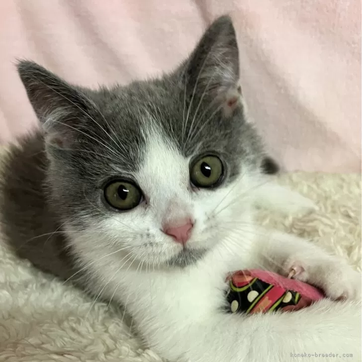 ID:2410-01691の子猫