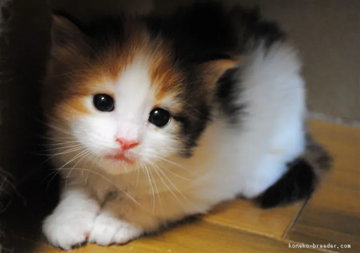ID:1704-01056の子猫