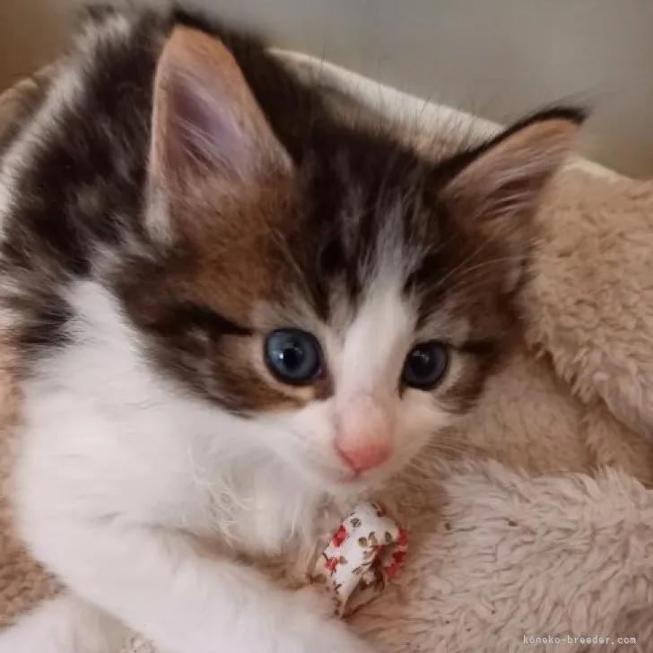 ID:2305-00522の子猫