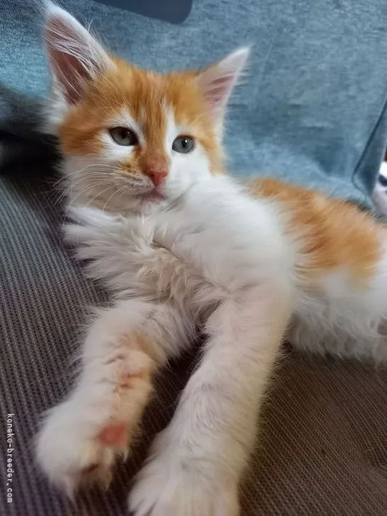 ID:2104-01525の子猫