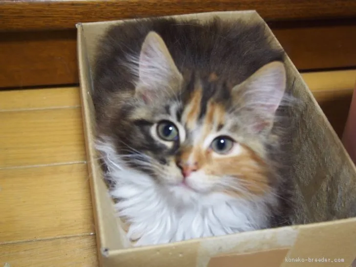 ID：2101-01883の子猫