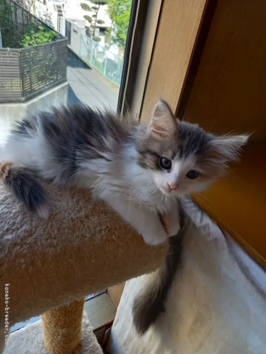 ID:2103-01198の子猫
