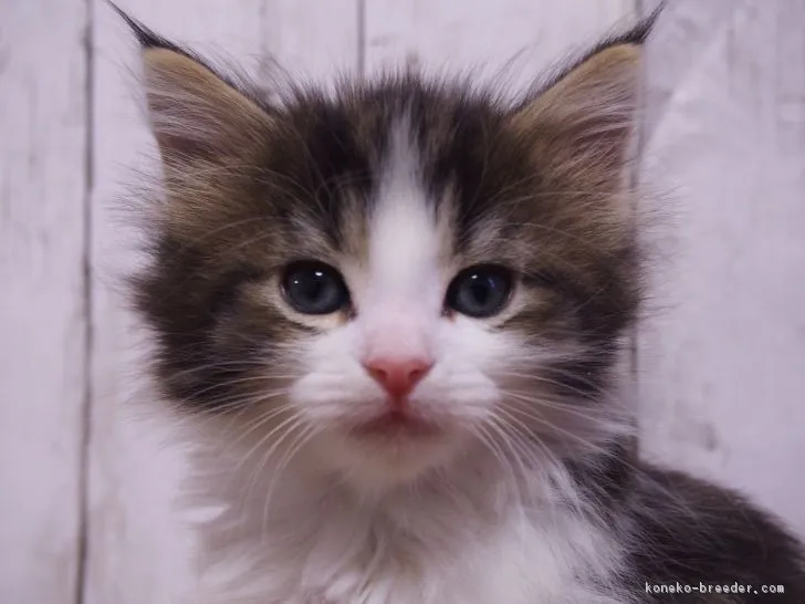 ID:1711-01082の子猫