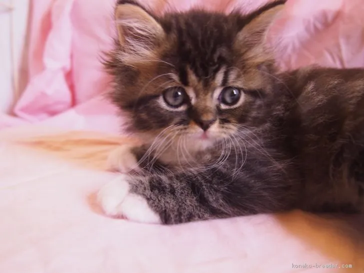 ID：2007-00025の子猫