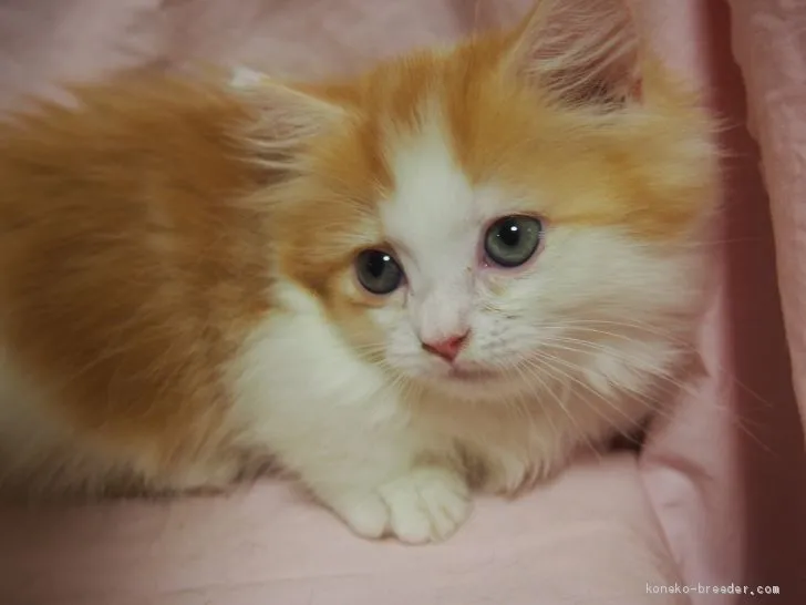 ID:2009-00130の子猫