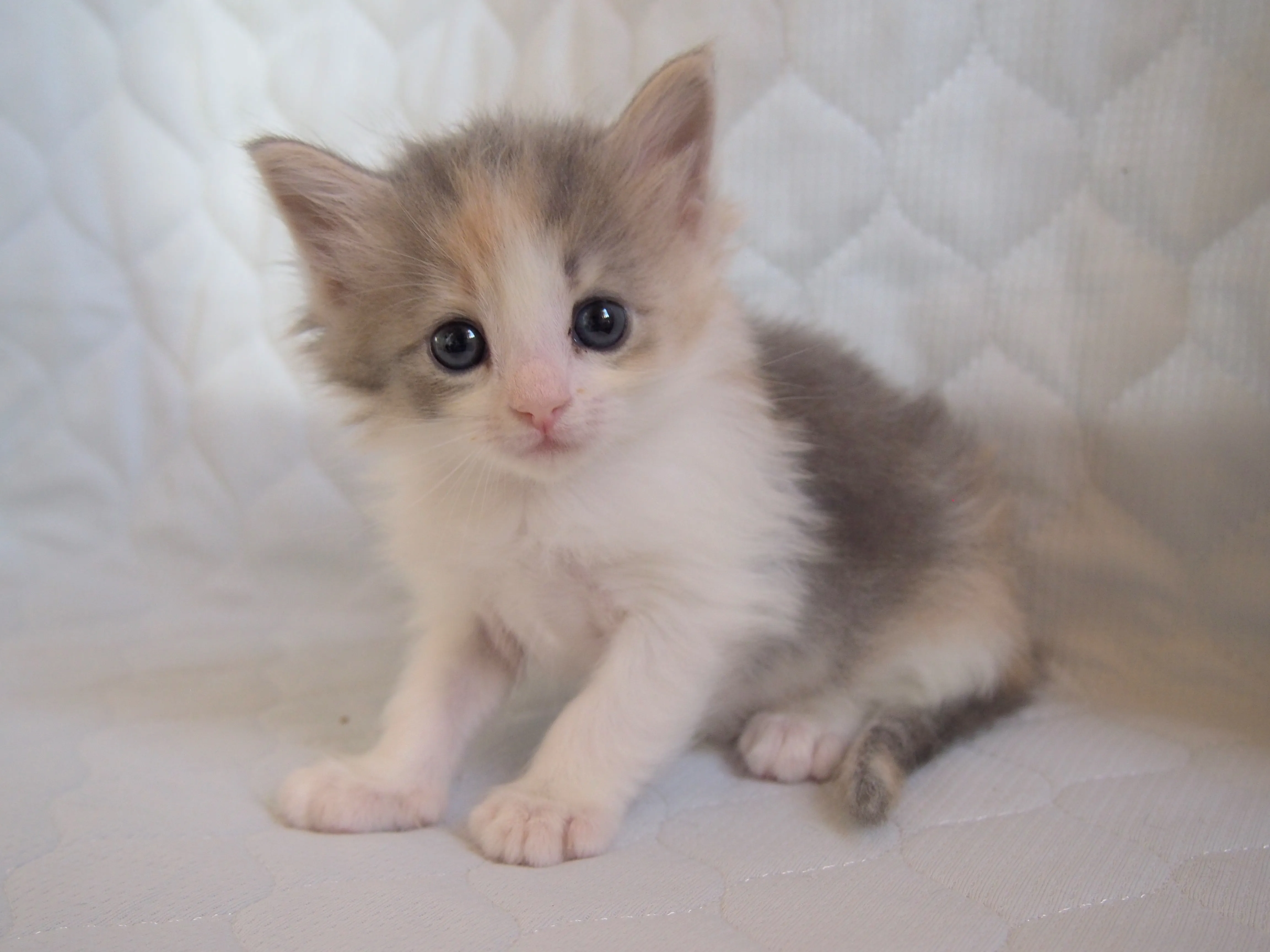 ID:1605-00305の子猫