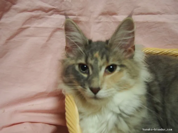 ID:2012-00764の子猫