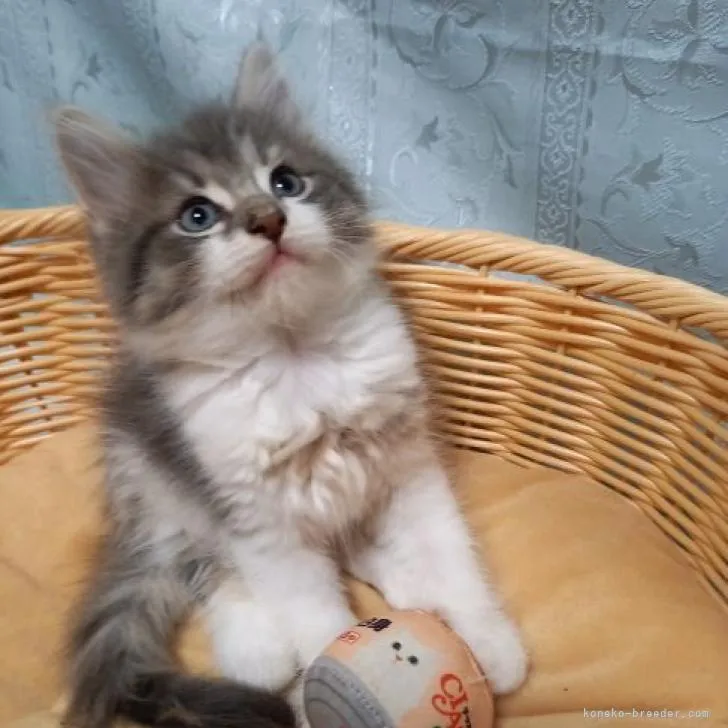 ID:2210-00746の子猫