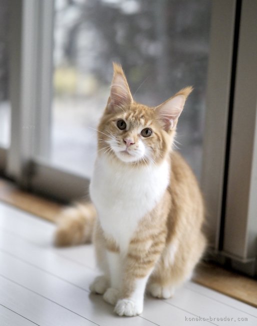 栃木】平塚 晴美(ひらつか はるみ)ブリーダー｜みんなの子猫ブリーダー