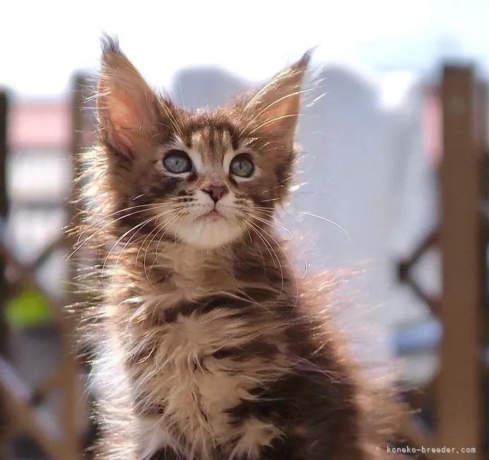 ID：2203-02451の子猫