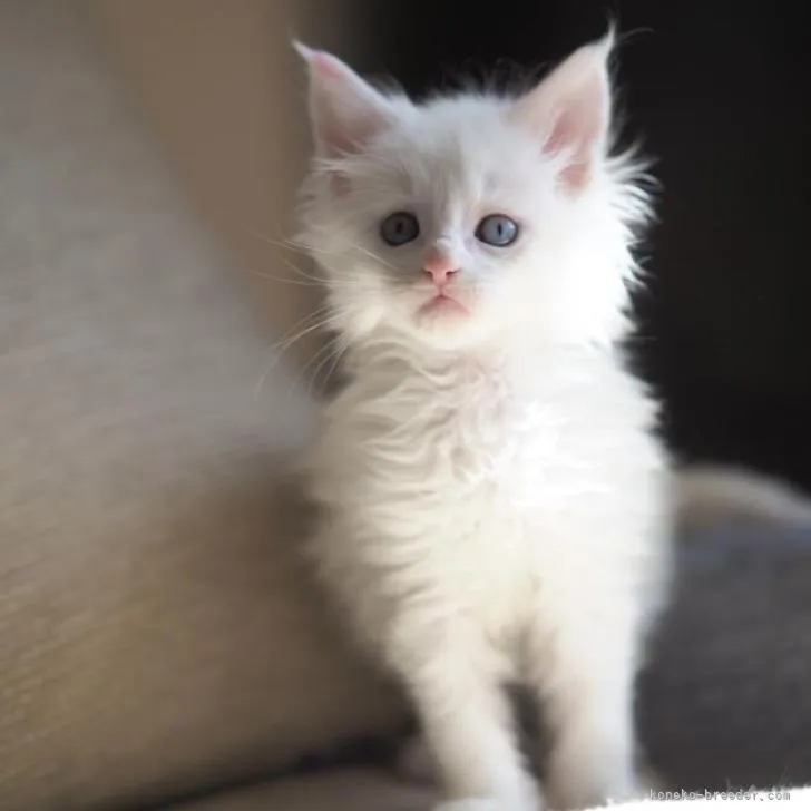 ID:2302-01829の子猫