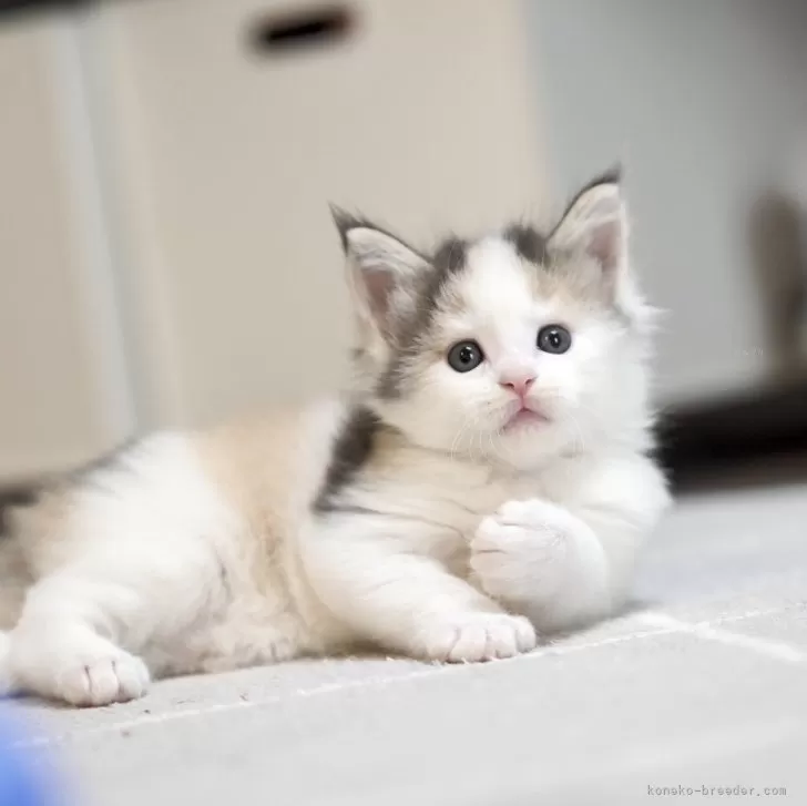 ID:2406-02540の子猫