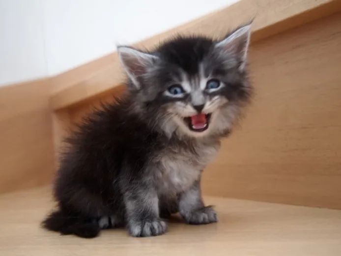 ID：1305-00020の子猫