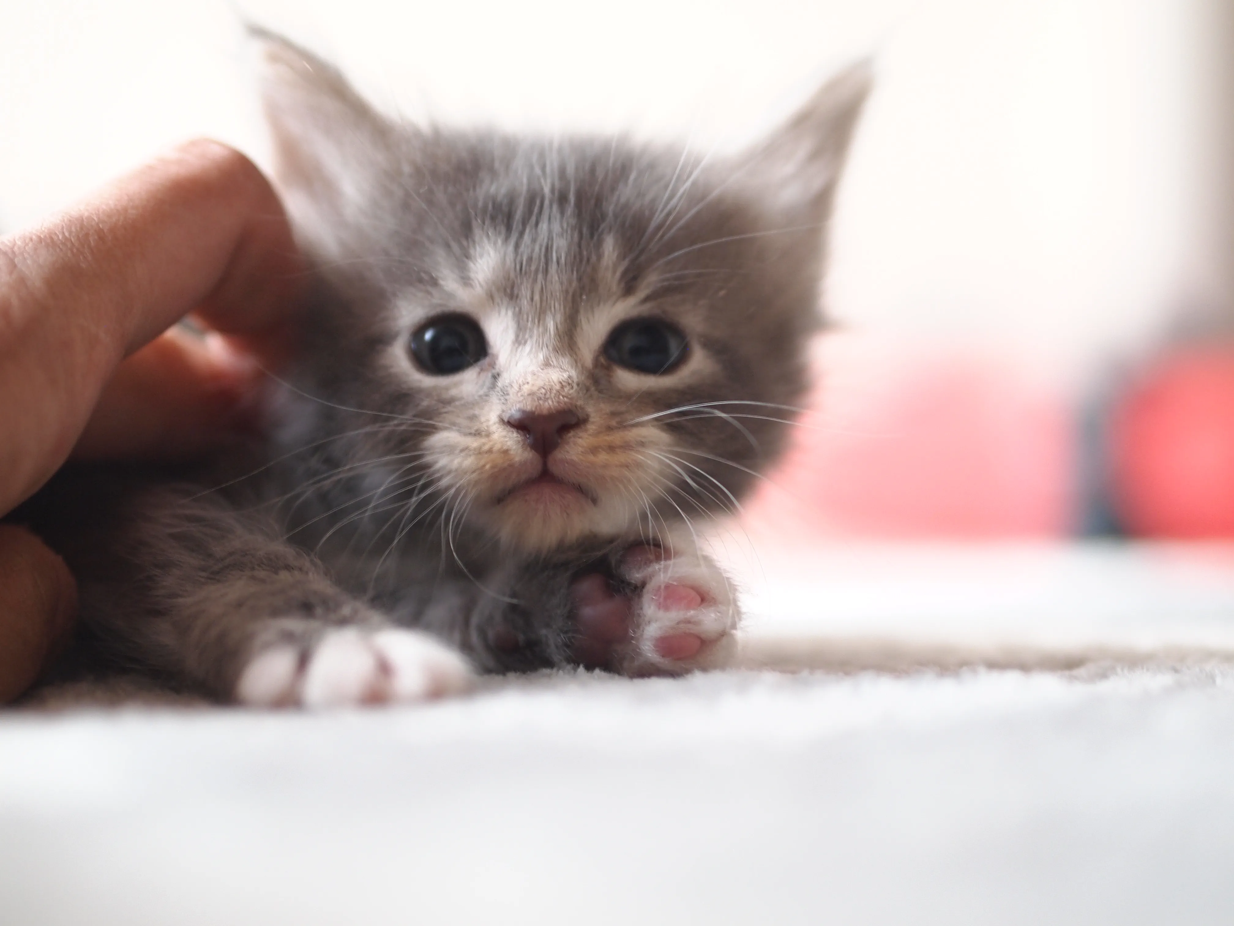 アキ 様のお迎えした子猫