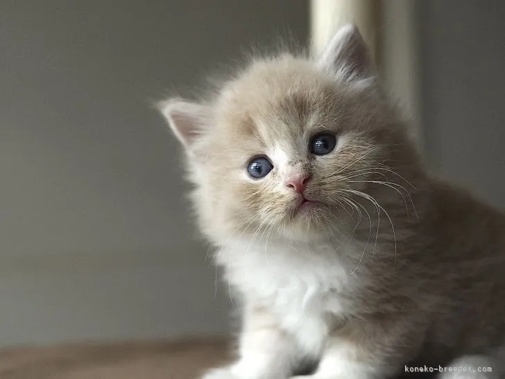 ID:2107-01382の子猫