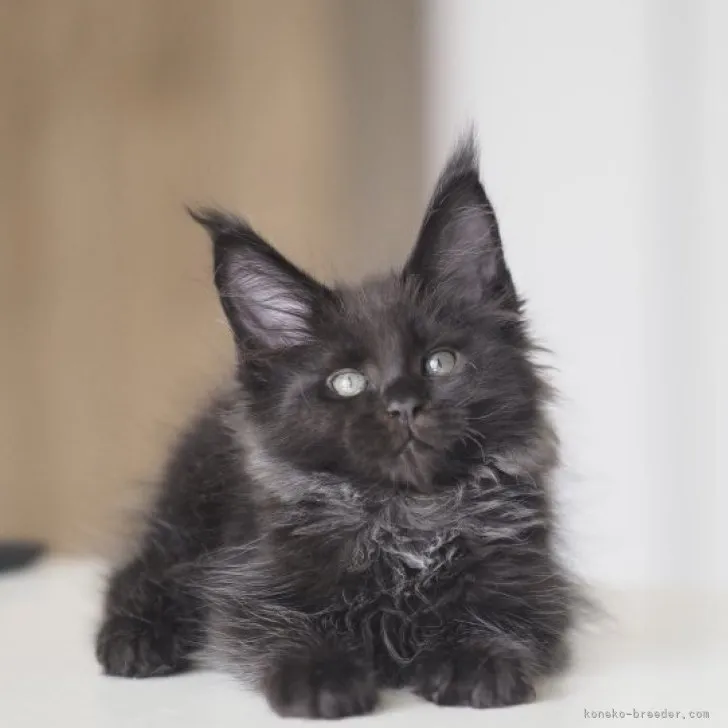 ID:2306-02249の子猫