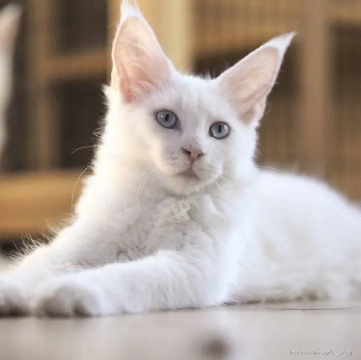 ID：2305-00430の子猫