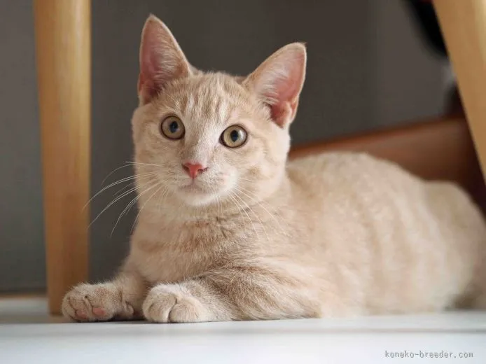 さんちゃんの母 様のお迎えした子猫