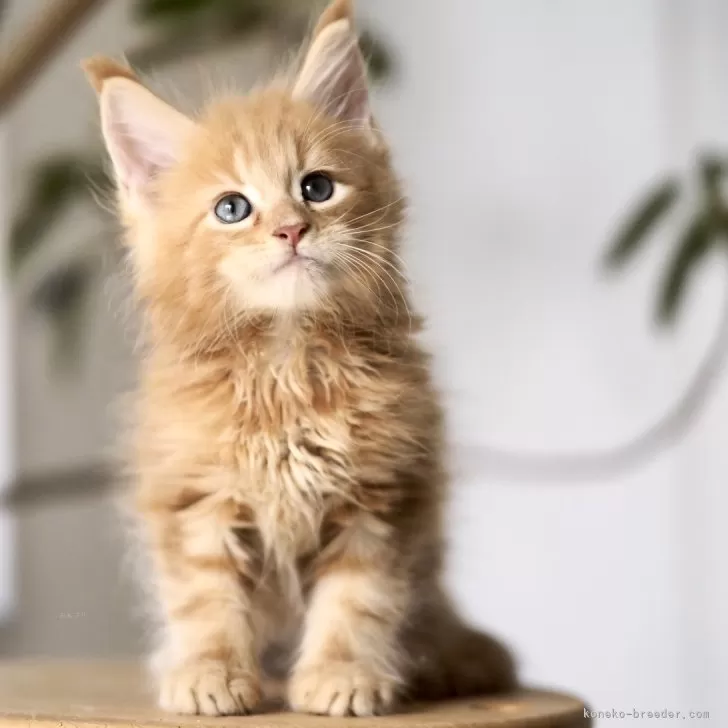 ID:2409-01917の子猫