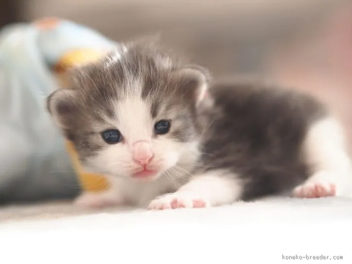 けんおお 様のお迎えした子猫